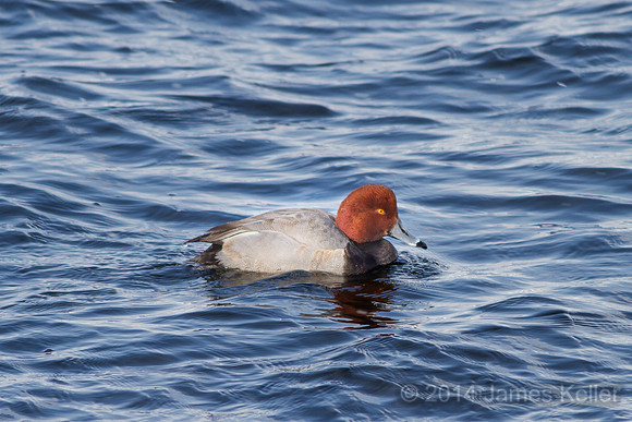Redhead