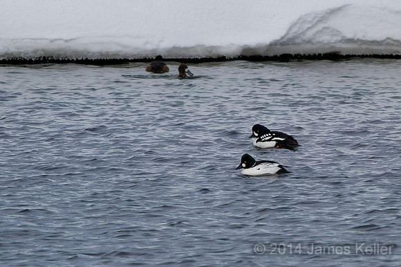 Barrow's Goldeneye & Common Goldeneye