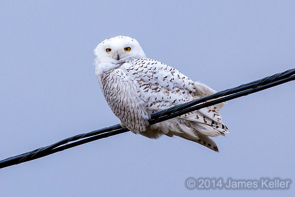 Snowy Owl