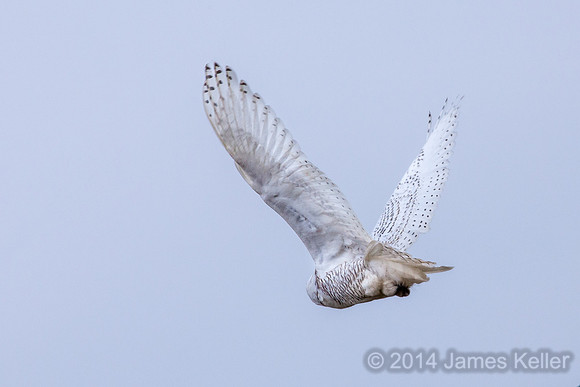 Snowy Owl