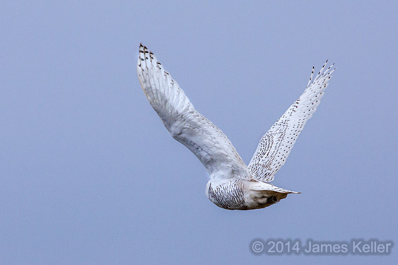 Snowy Owl