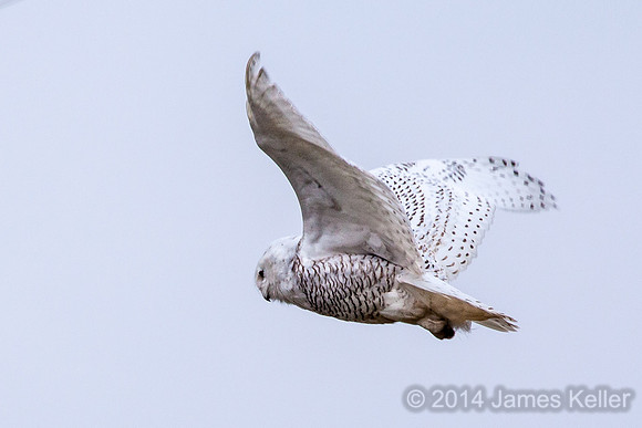 Snowy Owl