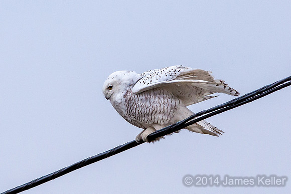 Snowy Owl