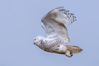 Snowy Owl 11-15-14