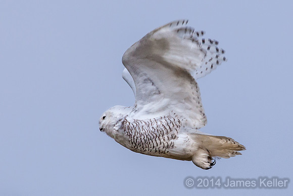 Snowy Owl