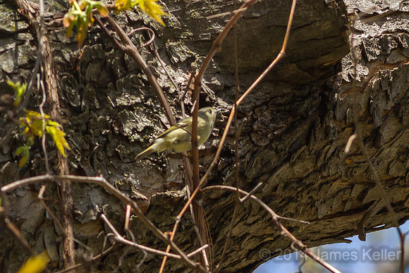 Mystery Bird