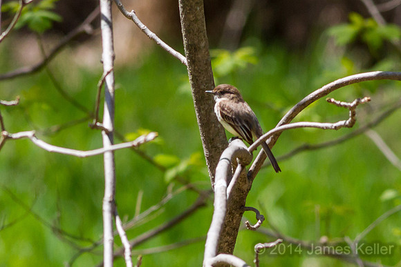 Eastern Phoebe