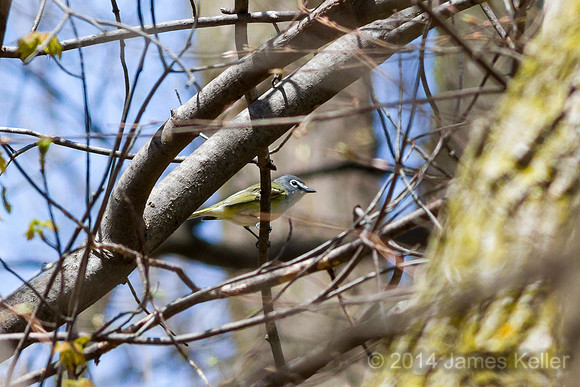 Blue-headed Vireo