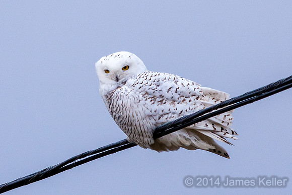 Snowy Owl