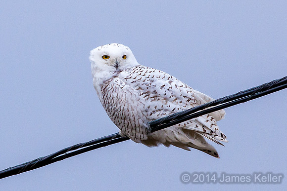 Snowy Owl