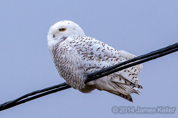 Snowy Owl