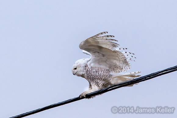 Snowy Owl