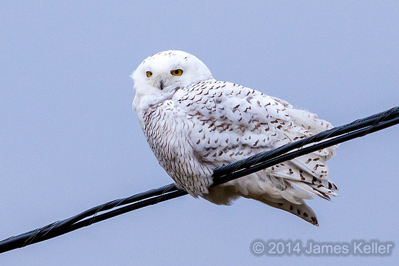 Snowy Owl