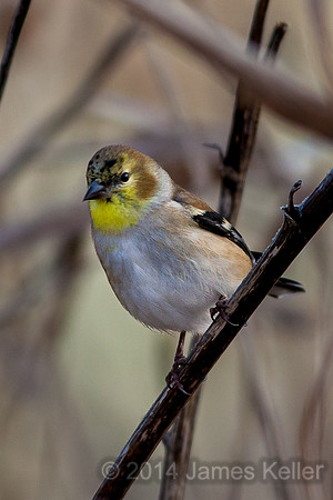 American Goldfinch