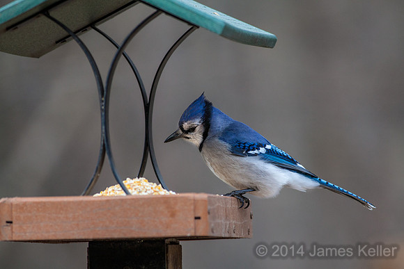 Bluejay