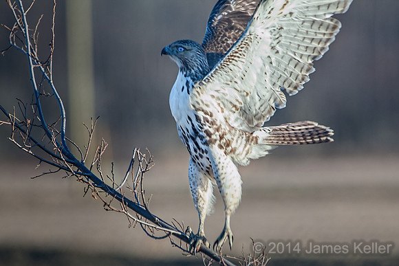 Red-tailed Hawk