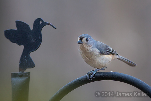 Tufted Titmouse