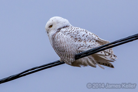 Snowy Owl