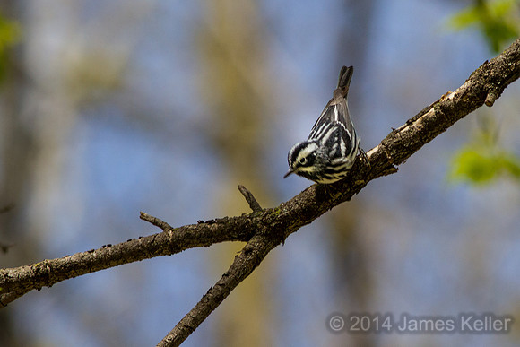 Black-and-White Warbler