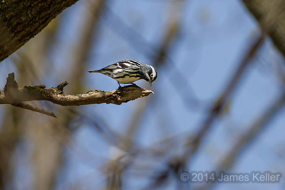 Black-and-White Warbler