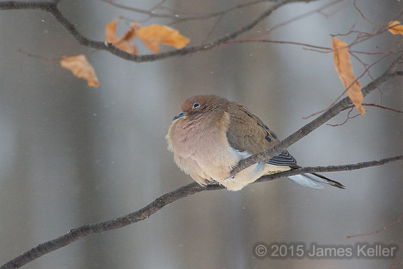 Mourning Dove