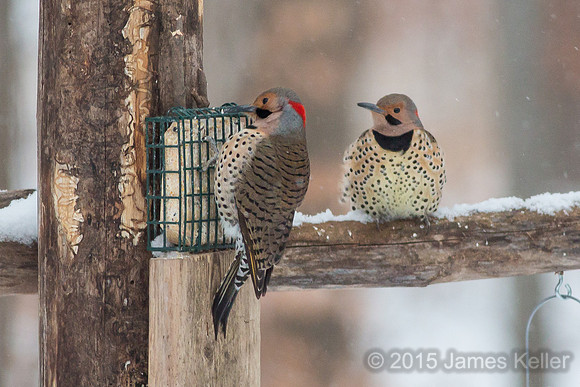 Norther Flicker (Yellow-shafted)
