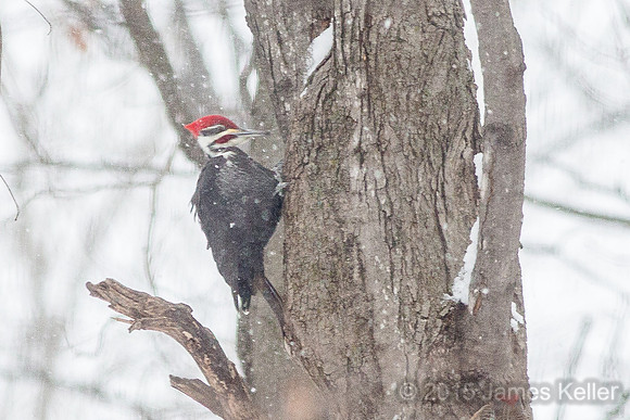 Pileated Woodpecker