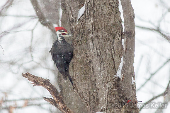 Pileated Woodpecker