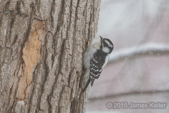 Downy Woodpecker