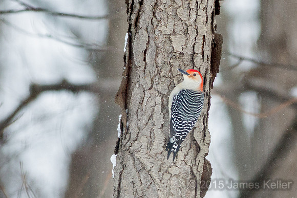 Male Red-bellied Woodpecker