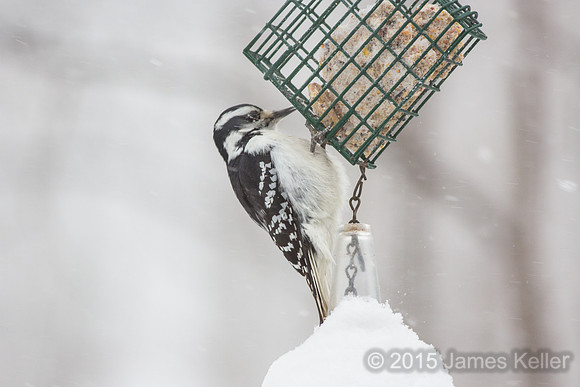 Hairy Woodpecker