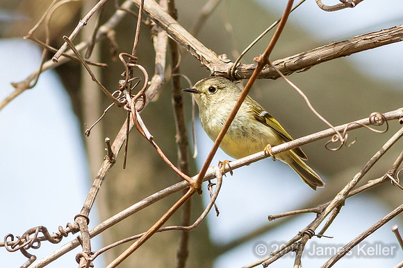 Kinglet ? (Shiawassee NWR)