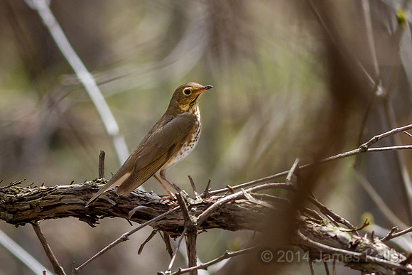 Swainsons Thrush (Shiawassee NWR)