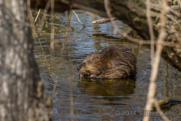 Muskrat (Maple River SGA)