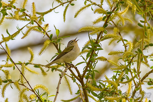 Red-eyed Vireo (Shiawassee NWR)