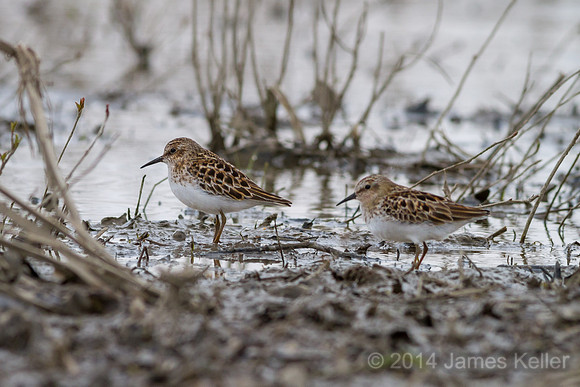 Sanderlings (Shiawassee NWR)