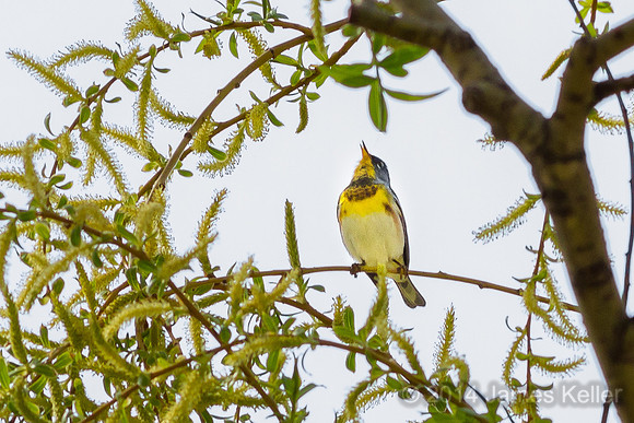 Parula Warbler (Shiawassee NWR)