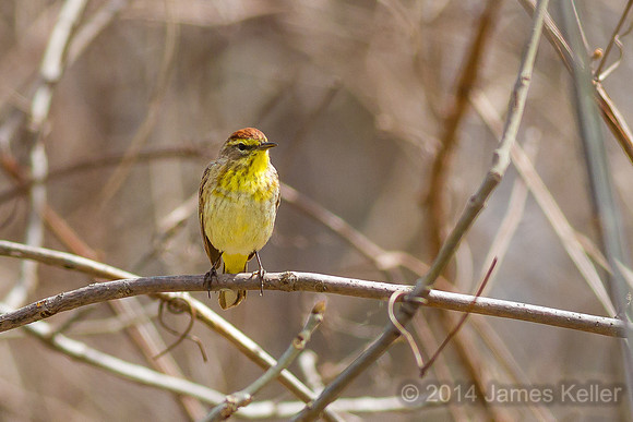 Palm Warbler (Shiawassee NWR)