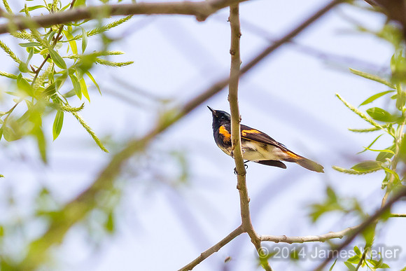 American Redstart (Shiawassee NWR)