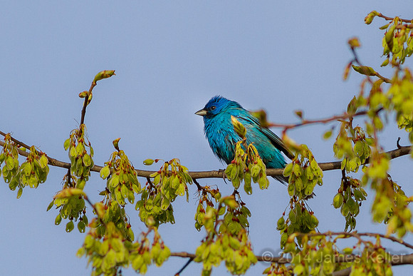 Indigo Bunting (Maple River SGA)