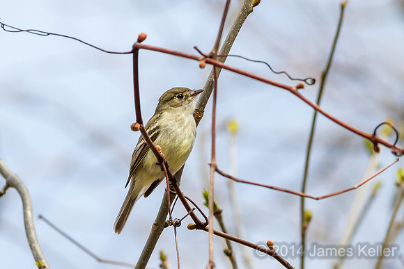 Least Flycatcher (Shiawassee NWR)