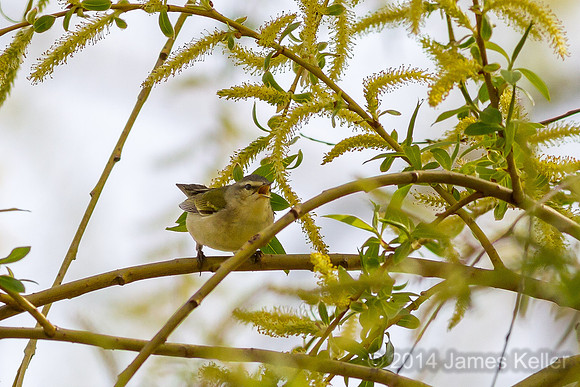 Red-eyed Vireo (Shiawassee NWR)