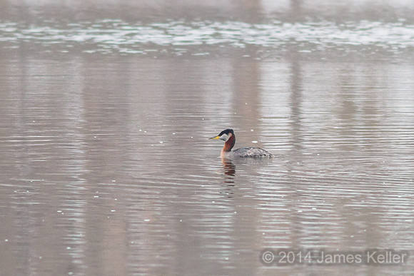 Red-necked Grebe