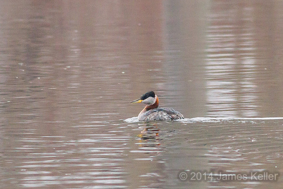 Red-necked Grebe