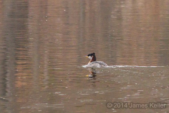 Red-necked Grebe