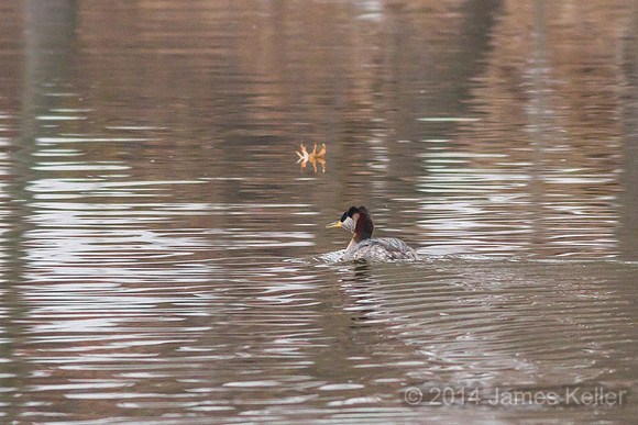 Red-necked Grebe