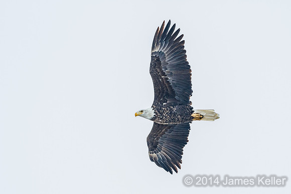 Bald Eagle