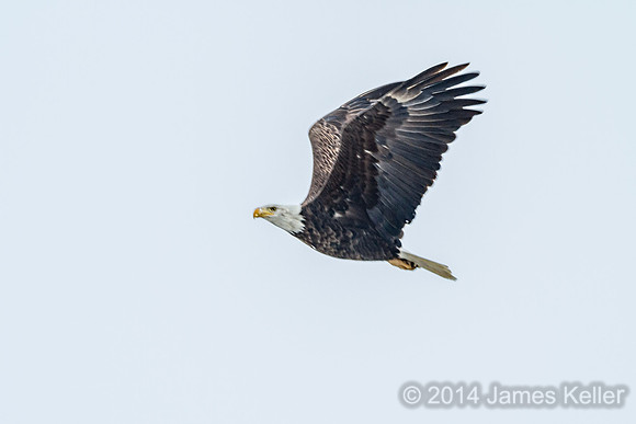 Bald Eagle