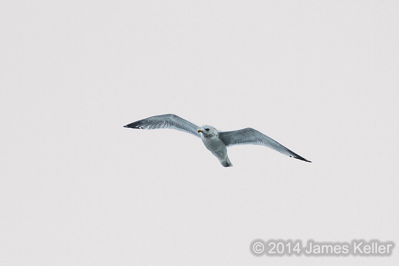 Sea Gull