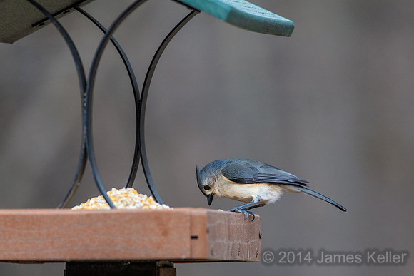 Tufted Titmouse